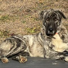 Anatolian Shepherd Dogs from Fox Fire Farm