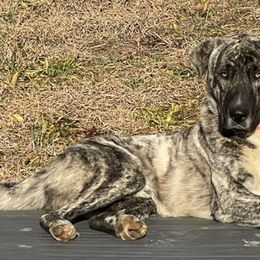 Anatolian Shepherd Dogs from Fox Fire Farm