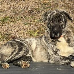 Anatolian Shepherd Dogs from Fox Fire Farm
