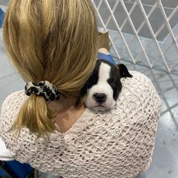 American Foxhound and American Staffordshire Terrier Puppies from Whitlow Kennel