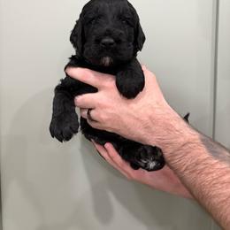 Clint - Black male Goldendoodle puppy in Mesa, Arizona from Schmidt’s Doxies N Doodles