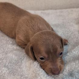 Axel - Gray (blue) male Dachshund puppy in Marshall, Texas from Wilson's Kennels