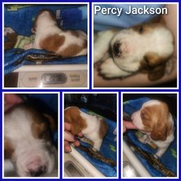 Percy Jackson - Red and white male Basset Hound puppy in Mill Springs, North Carolina from Mountain View Basset Hounds