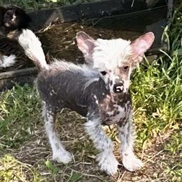 Hairless spots - Pink and slate male Chinese Crested puppy in Rockvale, Tennessee from Cosmic Chinese Cresteds & Wind-Echo Poodles