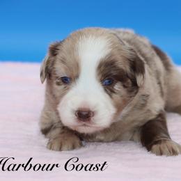 Firework - Red merle female Miniature Australian Shepherd puppy in Weeki Wachee, Florida from Arlington's Mini Aussies