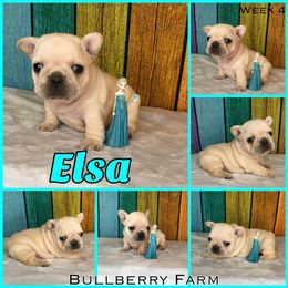 Bulldog Puppies from Bullberry Farm
