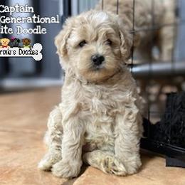 Goldendoodle and Shihpoo Puppies from Stormie's Doodles