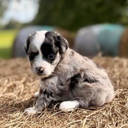 Yellow collar toy - Blue merle female Aussiedoodle puppy in 32046, Florida from River Hill Ranch