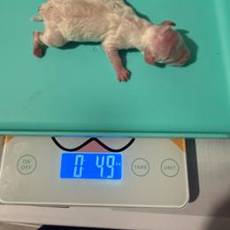 Alvin - Parti male Poodle puppy in Tampa, Florida from The Sweet Life of a Toy Poodle