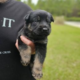 Silver collar boy - Bi-color male German Shepherd puppy in Lake City, Florida from Saylor Shepherds