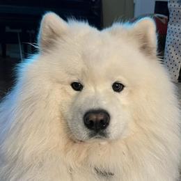 Prince - Samoyed