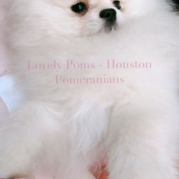 Rue - Pomeranian
