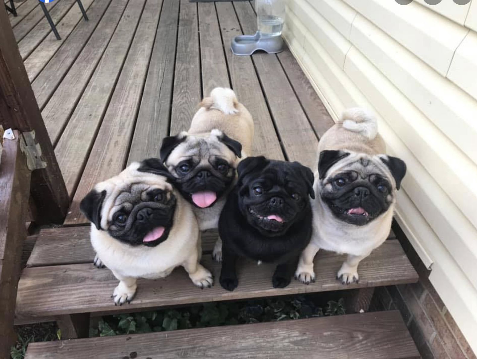 Honey pugs clearance