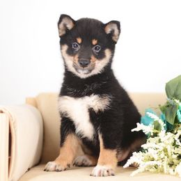 Sho Black and Tan Boy - Black and tan male Shiba Inu puppy in Neosho, Missouri from Sunny Terrace Shibas