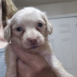 Tiny girl - Cream female Dachshund puppy in Lyle, Washington from Wines Wienery