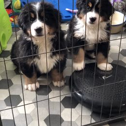 Bernese Mountain Dog and Scottish Terrier Puppies from Defiant