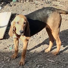 Australian Cattle Dogs and Redbone Coonhounds from Stars and Stripes Heelers and Hounds