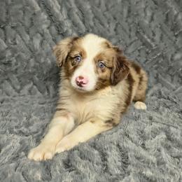 Belle - Red merle female Miniature Australian Shepherd puppy in Alabama from SBA Aussies