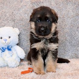 Boy 1 - Black and red male German Shepherd puppy in Stockton, California from Zaragoza German Shepherds