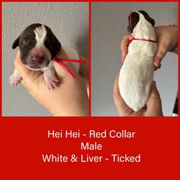 Hei Hei - White and liver male German Shorthaired Pointer puppy in Marshfield, Missouri from Pebblebrook German Shorthaired Pointers
