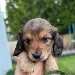 Mount Adams - Red male Dachshund puppy in Bonney Lake, Washington from HP Dachs