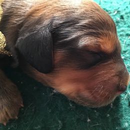 Dachshund Puppies from Royall T Dachshunds