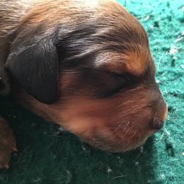 Dachshund Puppies from Royall T Dachshunds