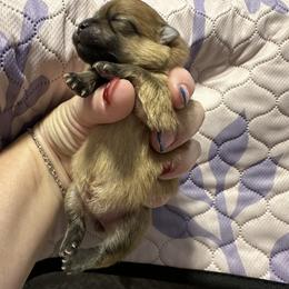 Pomeranian Puppies from Lori’s Precious Poms