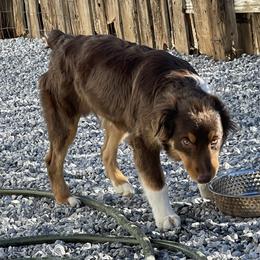 Rusty - Red tri Miniature Australian Shepherd puppy in Kentucky from Natural Life Ranch