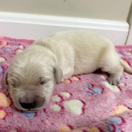 Minnow - Light golden female Golden Retriever puppy in Seville, Ohio from Retriever Ranch