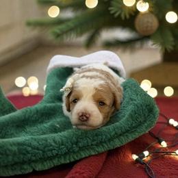 Treasure - Parti female Goldendoodle puppy in St. George, Utah from Winchester Hills Poodles and Doodles