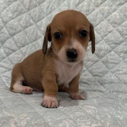 Boy 1 - Red male Dachshund puppy in Galax, Virginia from Dells  Dachshund’s