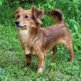 Companion Crosses and Dachshunds from Sweet Honey Bunn Hounds