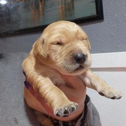 Body - Light golden male Golden Retriever puppy in Milwaukee, Wisconsin from Pedigree Golden Retrievers