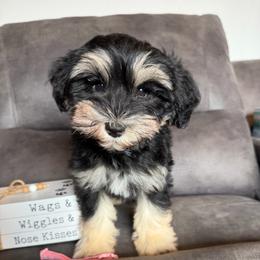 Girl 1 - Black and silver female Miniature Schnauzer puppy in Stuart, Iowa from Johnson Family Paws
