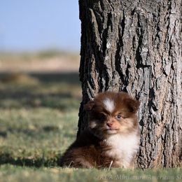 Ash - Red tri-color male Miniature American Shepherd puppy in Snyder, Texas from RLA Miniature American Shepherds