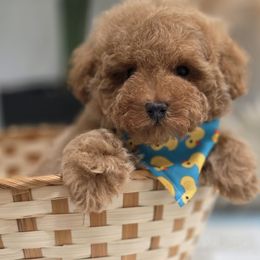 Nacho - Red male Maltipoo puppy in San Diego, California from Maltipoos SD