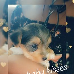 Biewer Terrier, Poodle, and Yorkshire Terrier Puppies from Tiny Paws Luxury Pets