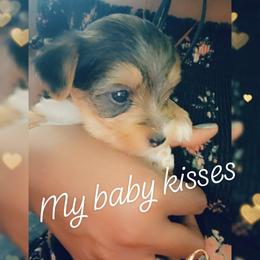 Biewer Terrier, Poodle, and Yorkshire Terrier Puppies from Tiny Paws Luxury Pets