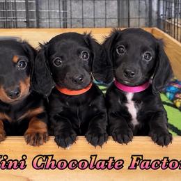 ORANG - Black female Dachshund puppy in Liberty, Texas from Mini Chocolate Factory