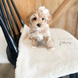 Pink - Lois Lane - Apricot female Maltipoo puppy in Huntsville, Texas from Nelson Creek Farms