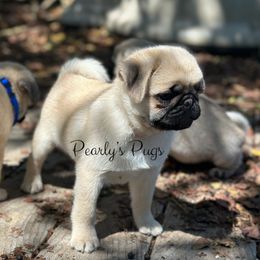 Percival - Fawn male Pug puppy in Summerville, Georgia from Pearly’s Pugs & Pollywog Poodles