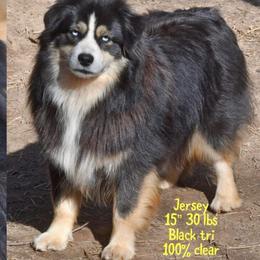 Jersey - Australian Shepherd