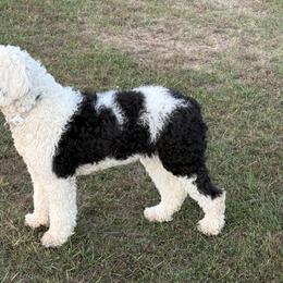 Sheepadoodle All Grown Up from The Artman Family