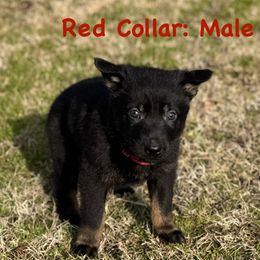 Boy 5 - German Shepherd puppy from Crown H Shepherds