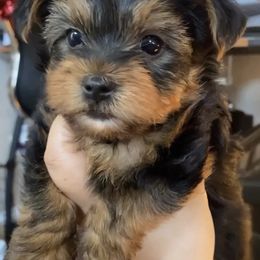 Yorkshire Terrier Puppies from Central Valley Yorkies