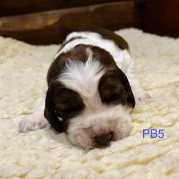 PB5 - Red and white male English Springer Spaniel puppy in Britton, South Dakota from K&S Canines