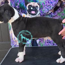 Renegade - Mantle male Great Dane puppy in Cheyenne, Wyoming from Viking Kennel