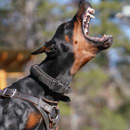 Raider - Doberman Pinscher