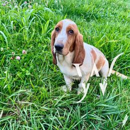 Lucy - Basset Hound